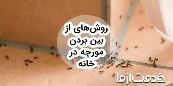 12 روش موثر برای از بین بردن مورچه در خانه (خیلی ریز، بالدار و ...)